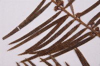 三尖杉藏品圖，第4張