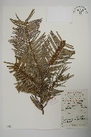 三尖杉藏品圖，第1張