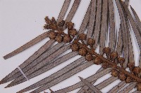 三尖杉藏品圖，第3張