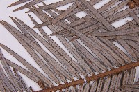 三尖杉藏品圖，第4張