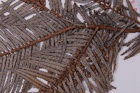 三尖杉藏品圖，第5張