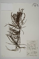 池杉藏品圖，第1張