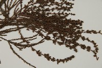 池杉藏品圖，第3張