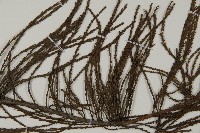 池杉藏品圖，第4張