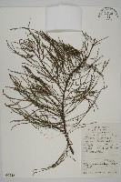 池杉藏品圖，第1張