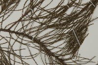 池杉藏品圖，第3張