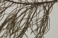 池杉藏品圖，第4張