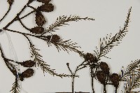 水松、廣東杉藏品圖，第3張