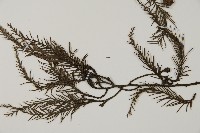 水松、廣東杉藏品圖，第4張