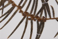 三尖杉藏品圖，第3張