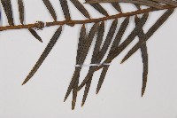 三尖杉藏品圖，第5張