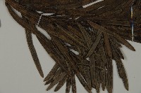 大葉羅漢松藏品圖，第3張