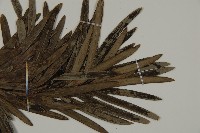 大葉羅漢松藏品圖，第4張