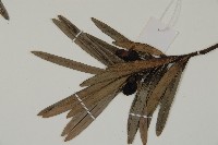 大葉羅漢松藏品圖，第5張