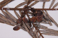 三尖杉藏品圖，第3張