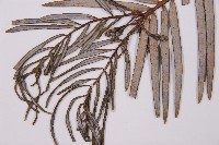 三尖杉藏品圖，第5張