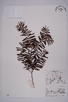 南方紅豆杉藏品圖，第1張