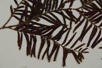 南方紅豆杉藏品圖，第3張