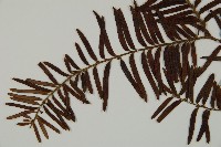 南方紅豆杉藏品圖，第4張