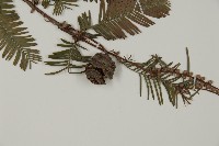 水杉藏品圖，第3張