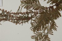 水杉藏品圖，第4張