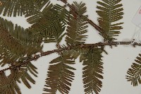 水杉藏品圖，第5張