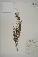池杉藏品圖，第1張