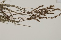 池杉藏品圖，第3張