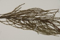池杉藏品圖，第4張