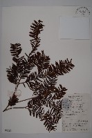 南方紅豆杉藏品圖，第1張