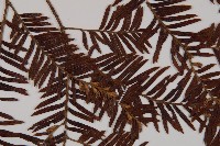 南方紅豆杉藏品圖，第3張