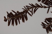 南方紅豆杉藏品圖，第4張