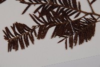 南方紅豆杉藏品圖，第5張