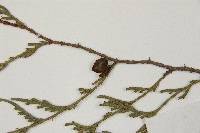 柏木、柏樹藏品圖，第3張