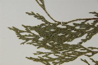 柏木、柏樹藏品圖，第4張