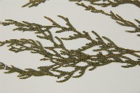 柏木、柏樹藏品圖，第5張