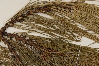 油松藏品圖，第4張