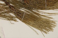 油松藏品圖，第5張