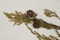 柏木、柏樹藏品圖，第3張