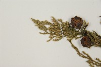 柏木、柏樹藏品圖，第4張