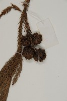 柳杉藏品圖，第3張