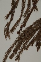 柳杉藏品圖，第4張