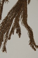 柳杉藏品圖，第5張