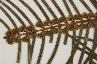 三尖杉藏品圖，第3張