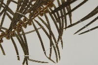 三尖杉藏品圖，第4張