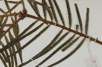 三尖杉藏品圖，第5張