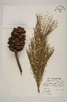 臺灣華山松藏品圖，第1張