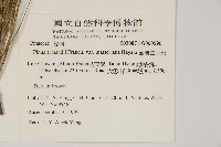 臺灣華山松藏品圖，第2張