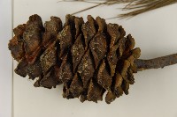 臺灣華山松藏品圖，第3張