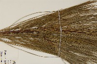 臺灣華山松藏品圖，第4張